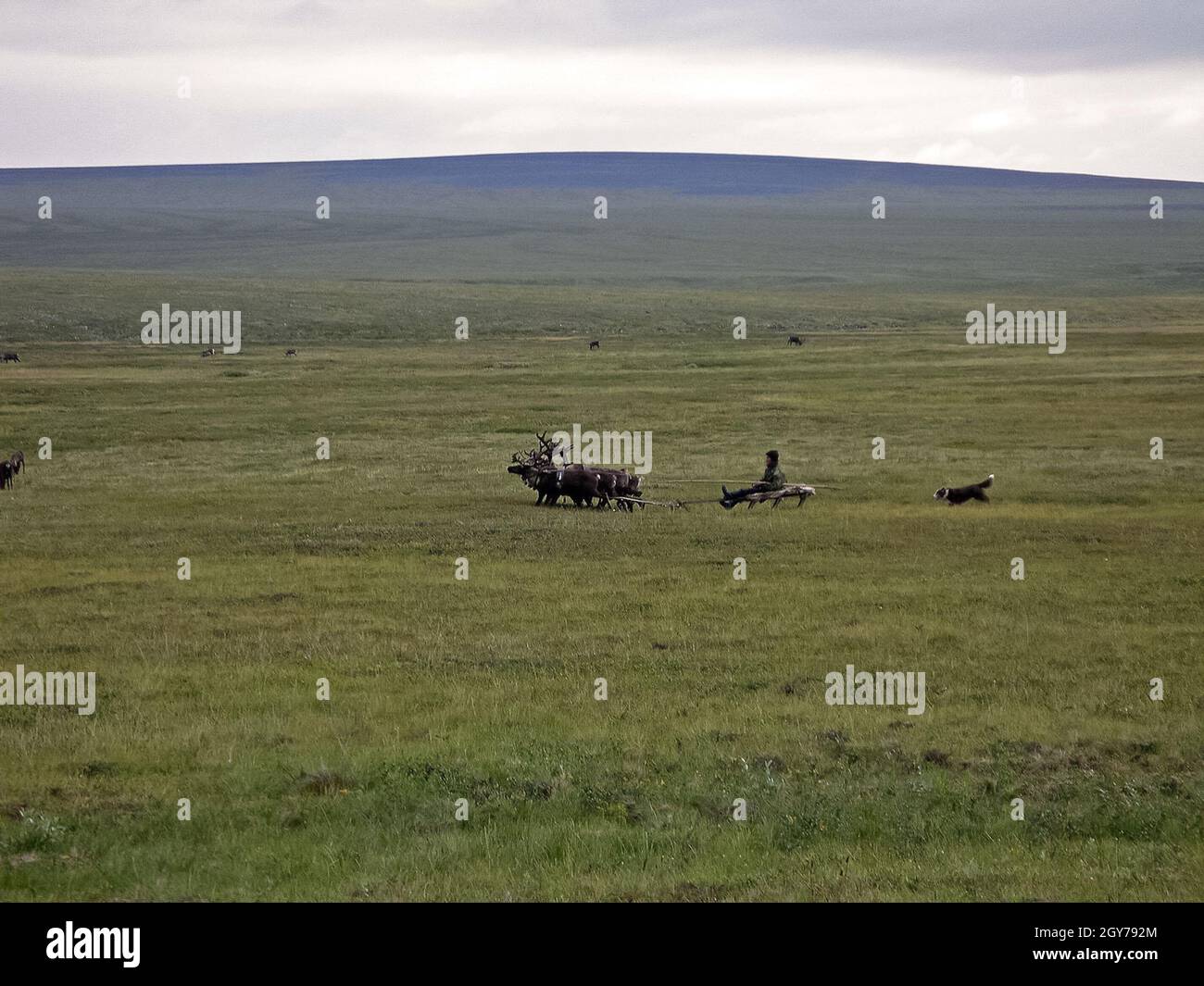 Renne nella tundra. Pascoli per cervi. Allevamento di renne Foto Stock