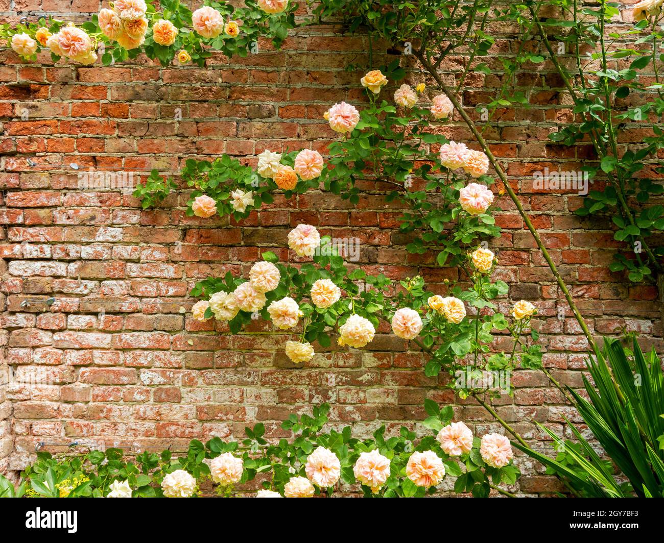 Graziose rose da arrampicata colorate di pesca fiorite in un giardino murato Foto Stock