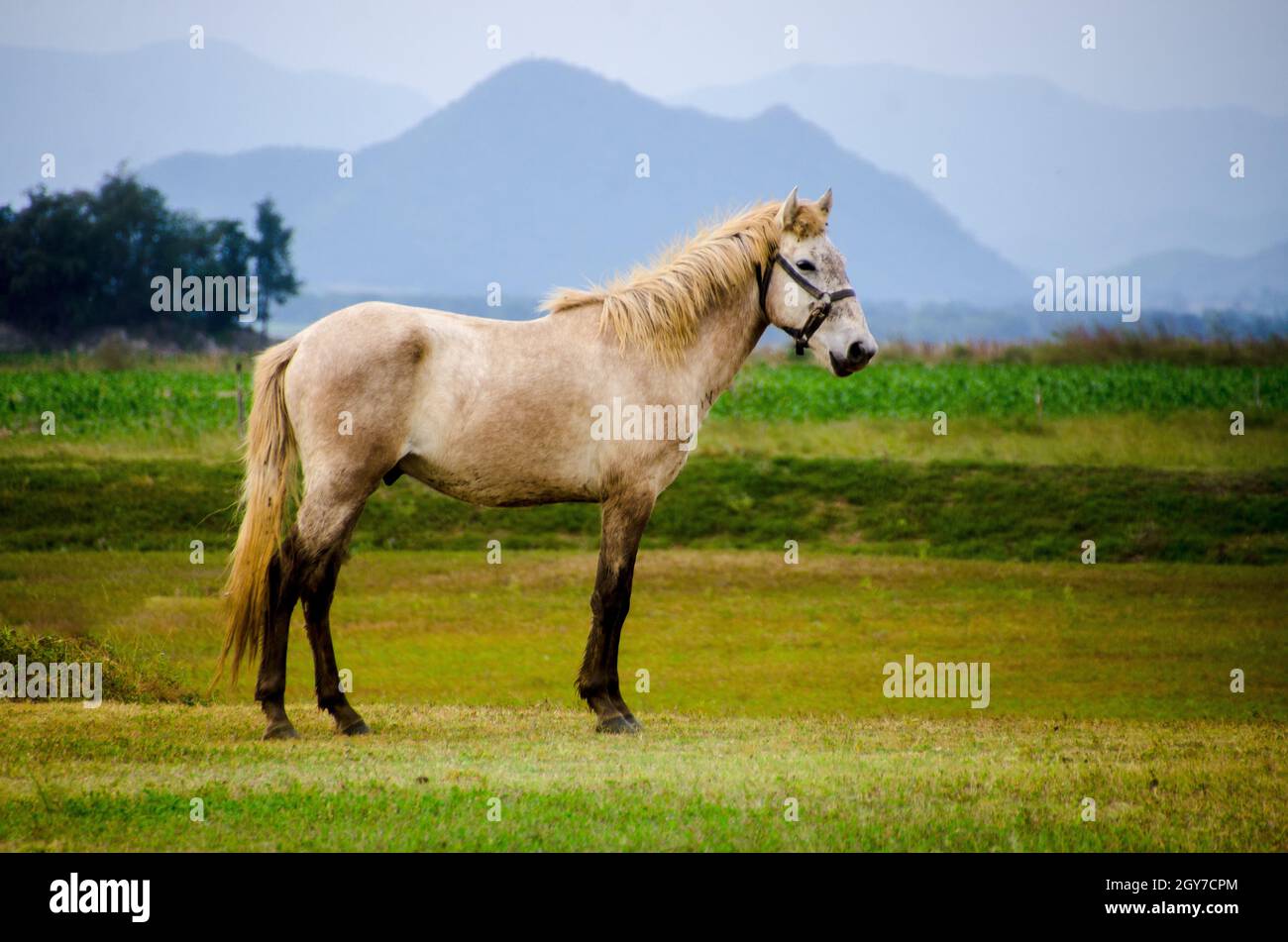 Cavallo al pascolo su una luce del giorno con un cielo blu Foto Stock