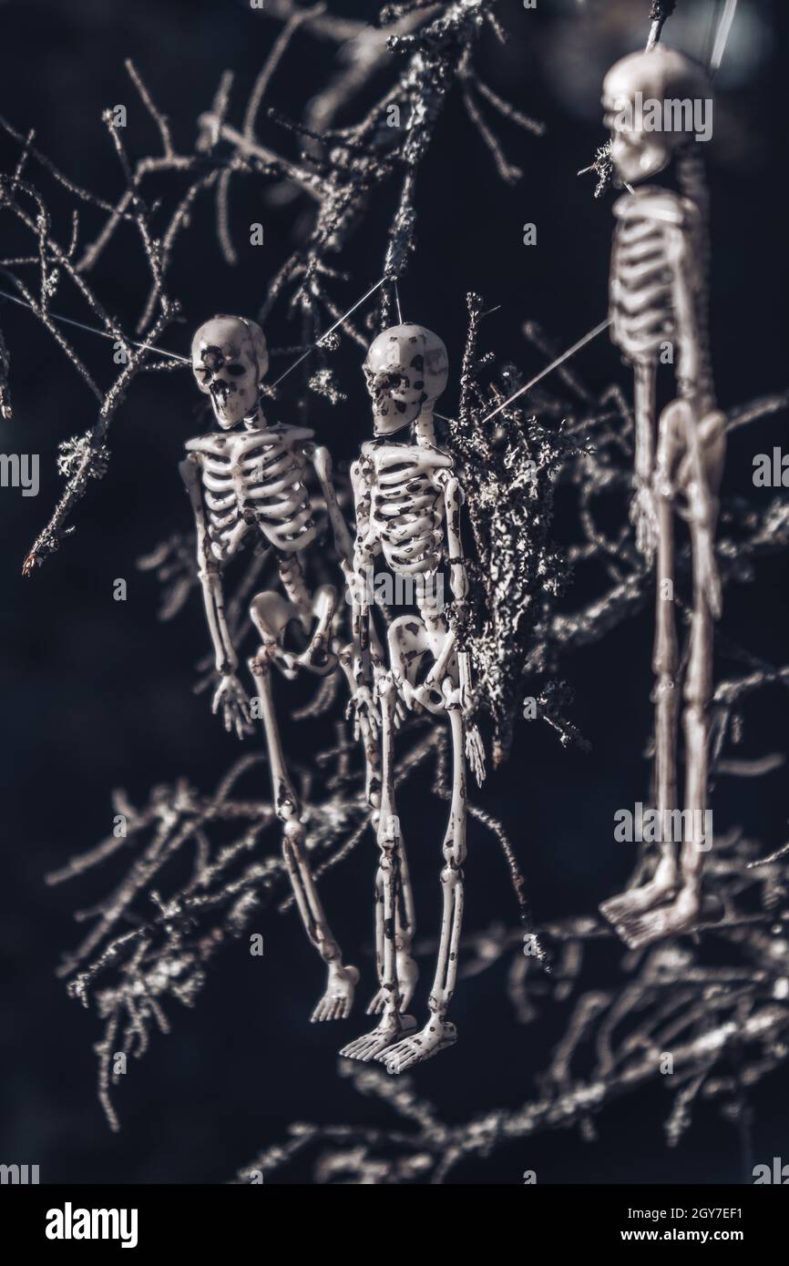 Tre scheletri umani pendono da un vecchio albero di mosy nella foresta. Messa a fuoco selettiva. Primo piano. Halloween concetto di fondo. Foto Stock