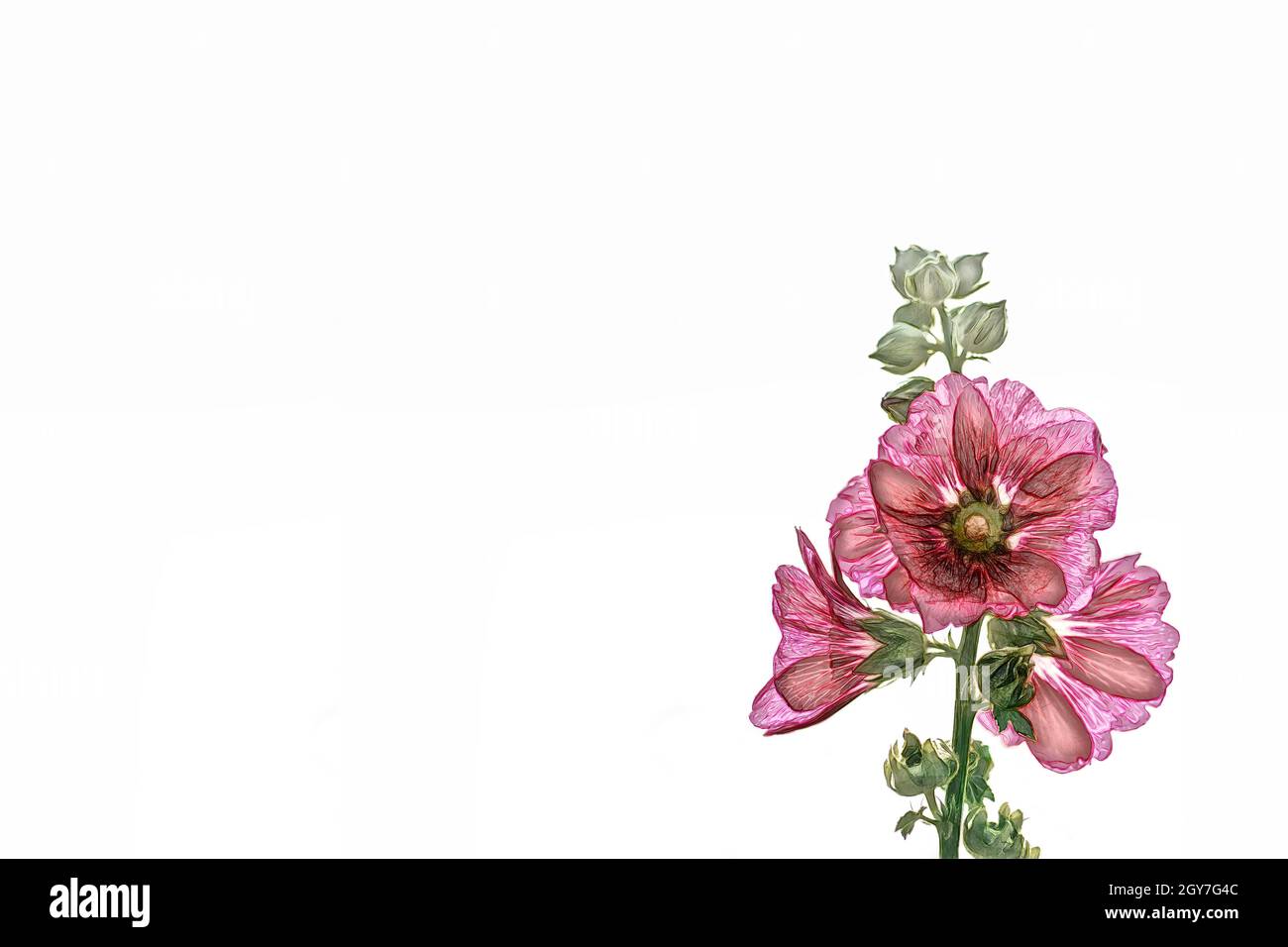Acquerello hollyhock fiore prominente e bello su uno sfondo bianco. Foto Stock