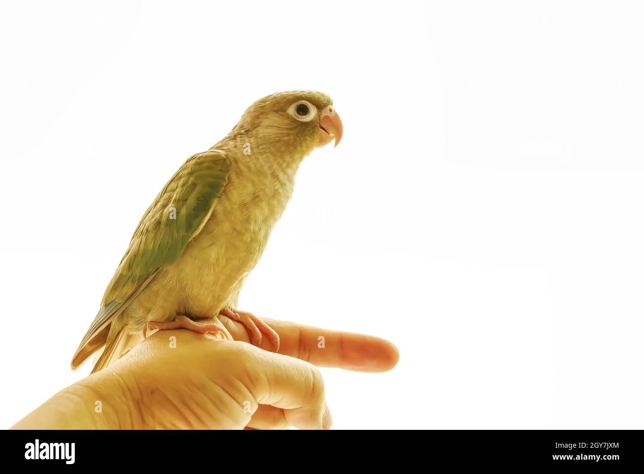 Green-cheeked parakeet o verde-cheeked conure sulle mani degli uomini. Foto Stock