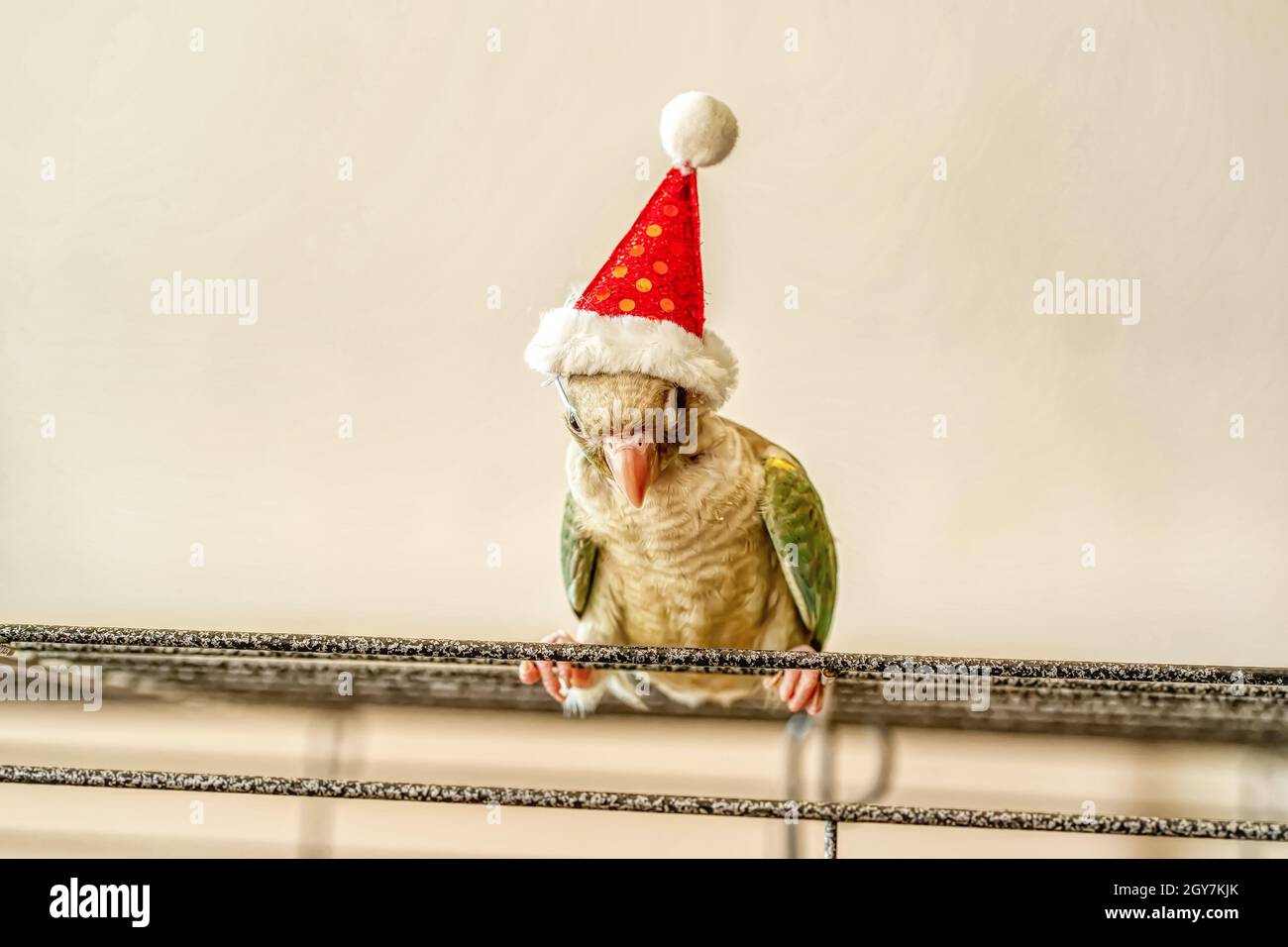Verde-cheeked parakeet o verde-cheeked conure indossando Santa Croce cappelli. Foto Stock