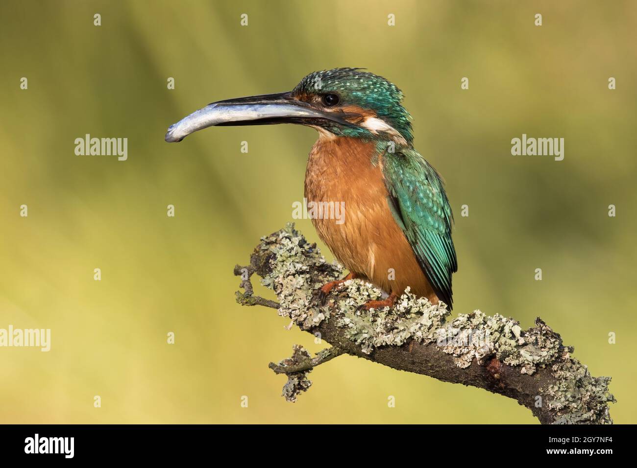 Maschio comune kingfisher, alcedo atthis, seduto su un ramo con pesce catturato in becco. Piccolo uccello colorato che tiene la preda su un ramoscello dalla vista laterale. Selvaggio Foto Stock