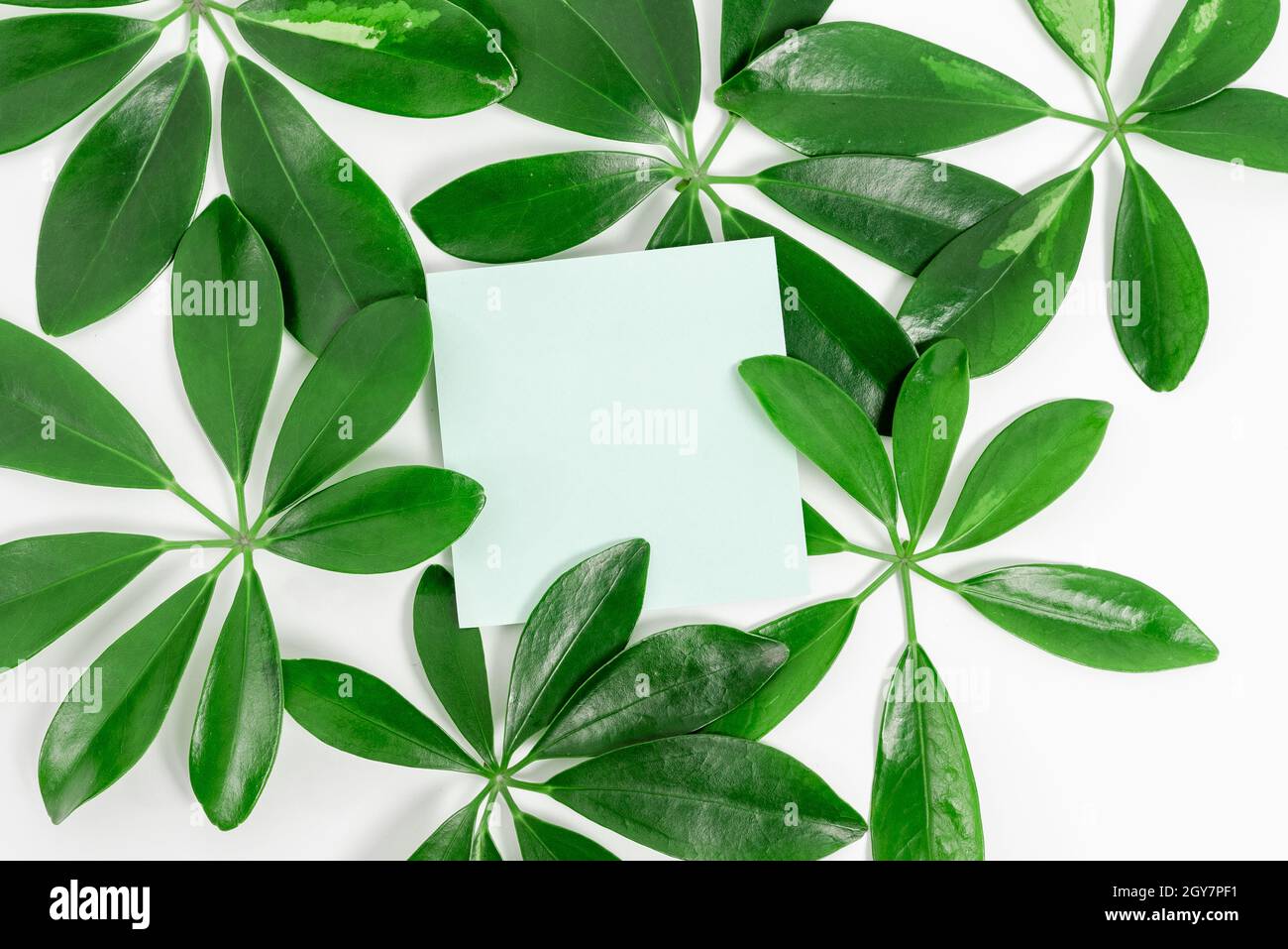 Tema natura Presentazione idee e disegni, visualizzazione di materiali rinnovabili Foto Stock