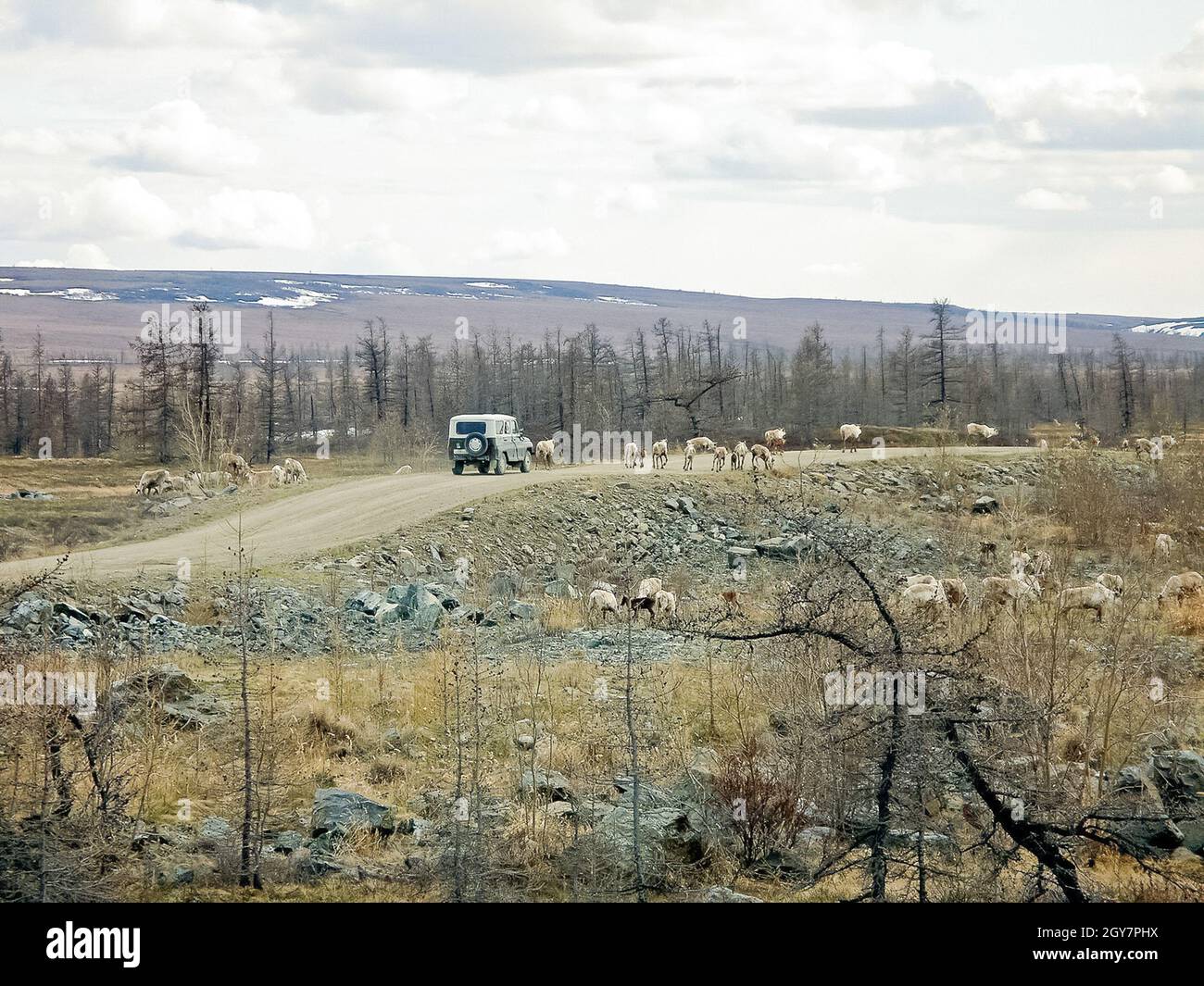La renna migrare per un pascolo migliore nella tundra nelle vicinanze del circolo polare Foto Stock