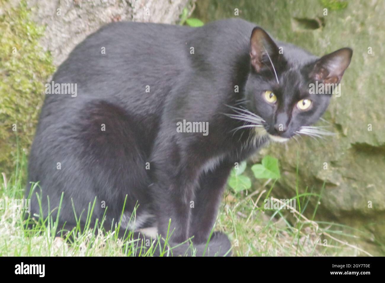 Gatto nero con grande macchia bianca sul collo Foto stock - Alamy