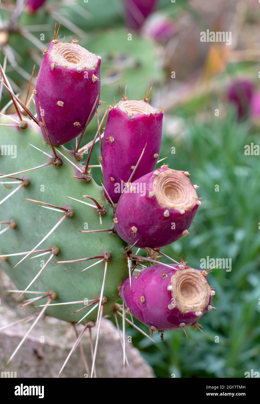 Cactus di pera di prickly anche conosciuto come Opuntia, ficus-indica o frutta matura di opuntia indiana del fico in autunno. Foto Stock