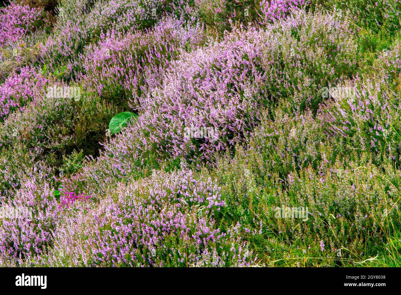 Calluna vulgaris, erica comune, o molva, l'unica specie del genere Calluna nella famiglia di piante da fiore Ericaceae che cresce sulla brughiera. Foto Stock