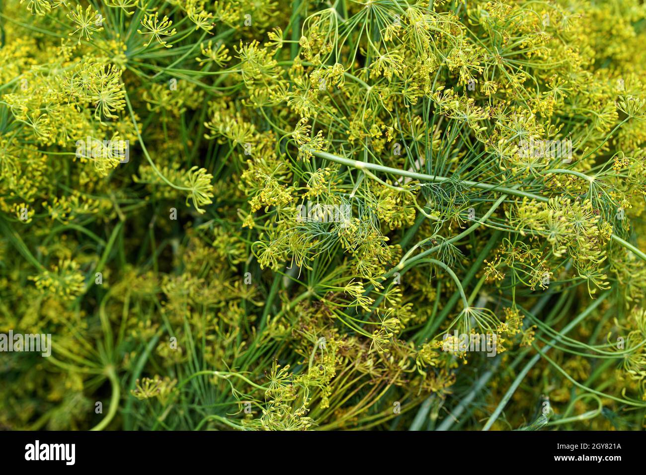 Erbe fresche di aneto con fiori gialli esposti sul mercato di strada, dettaglio closeup. Foto Stock