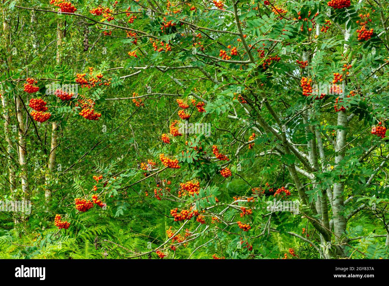 Cenere di montagna o albero di Rowan con bacche rosse a fine estate coltivando a Stanton Moor nel Peak District National Park Derbyshire Inghilterra Regno Unito Foto Stock