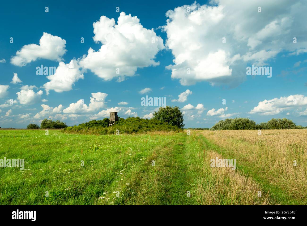 Prato verde fresco e nuvole sul cielo Foto Stock