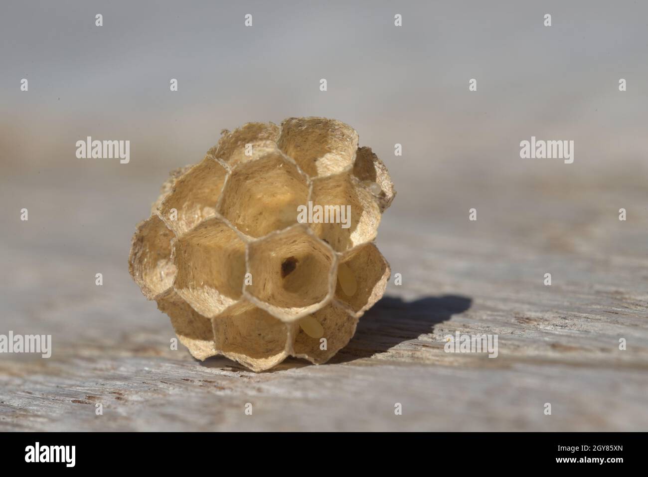 Fuoco macro su tre uova di vespa che rimangono in questo piccolo nido di vespa fatto di carta come fibra di legno. Struttura esagonale intricata, ma disabitata dalla vespa Foto Stock