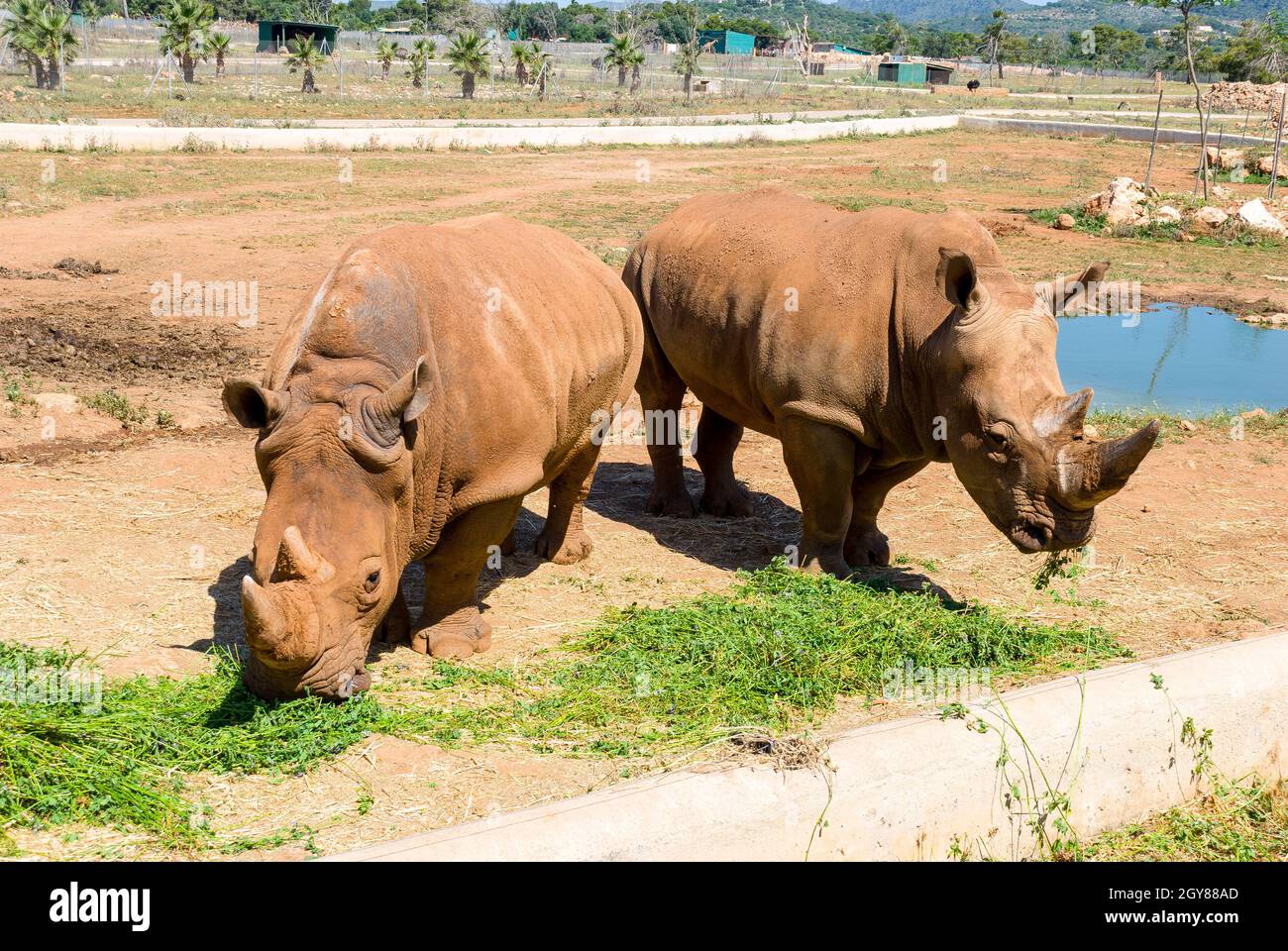 Rinoceronte, Maiorca (Spagna) Foto Stock
