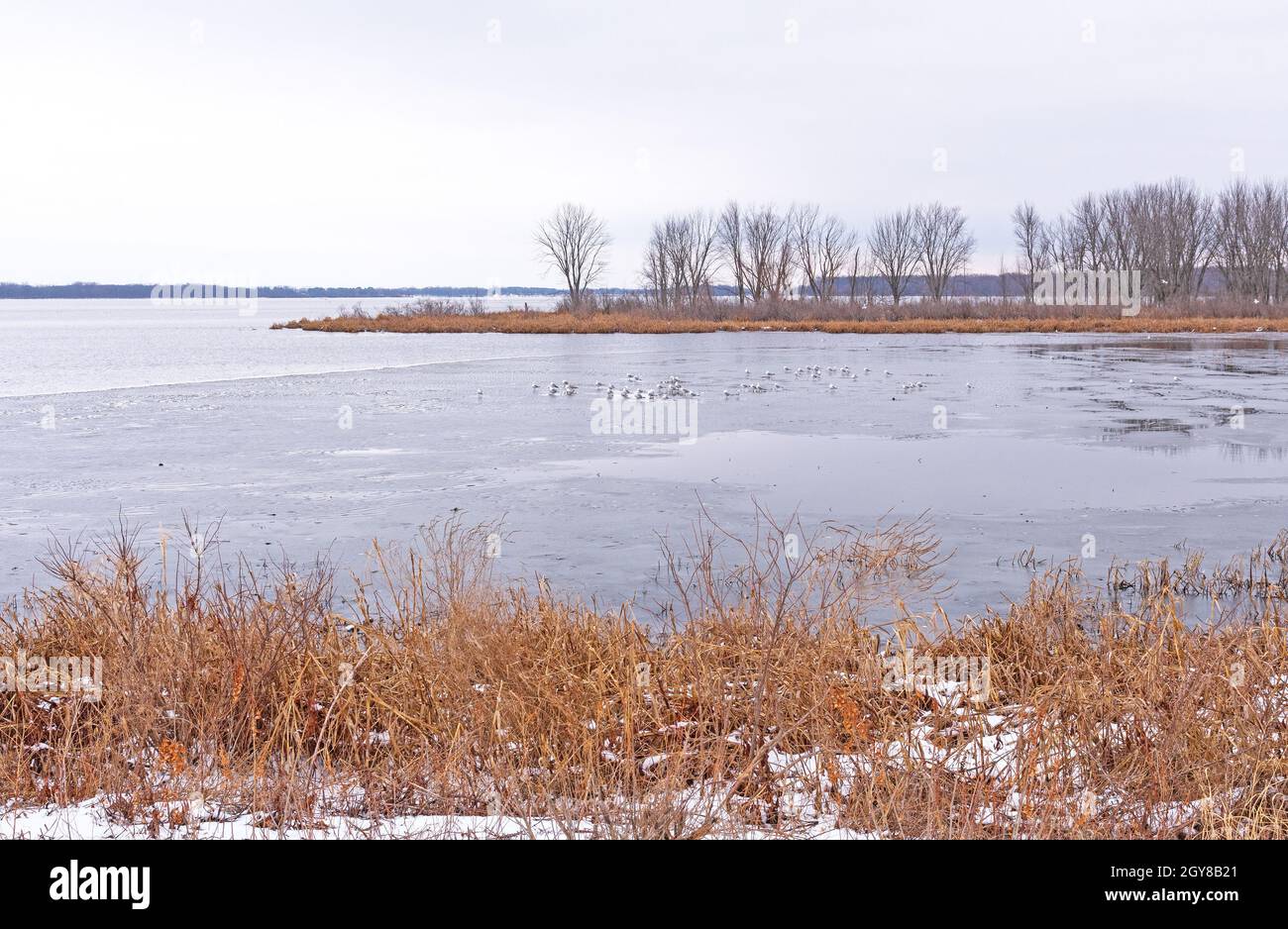 Uccelli seduti su un'insenatura ghiacciata sul fiume Mississippi nel tardo inverno vicino Fulton, Illinois Foto Stock