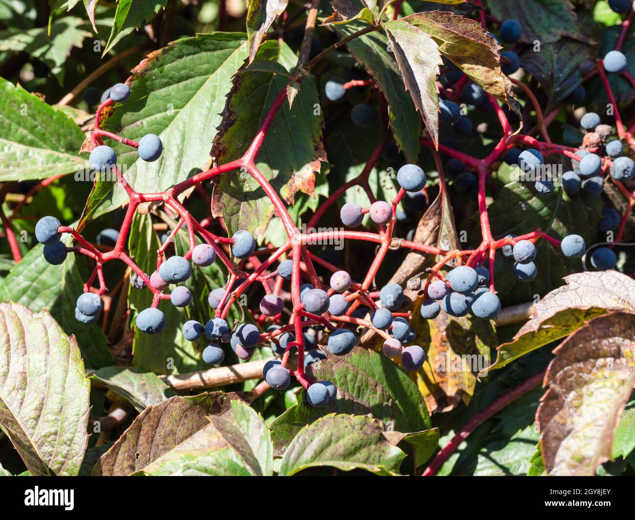 Bacche mature di Virginia Creeper Plant closeup in giorno di sole Foto Stock