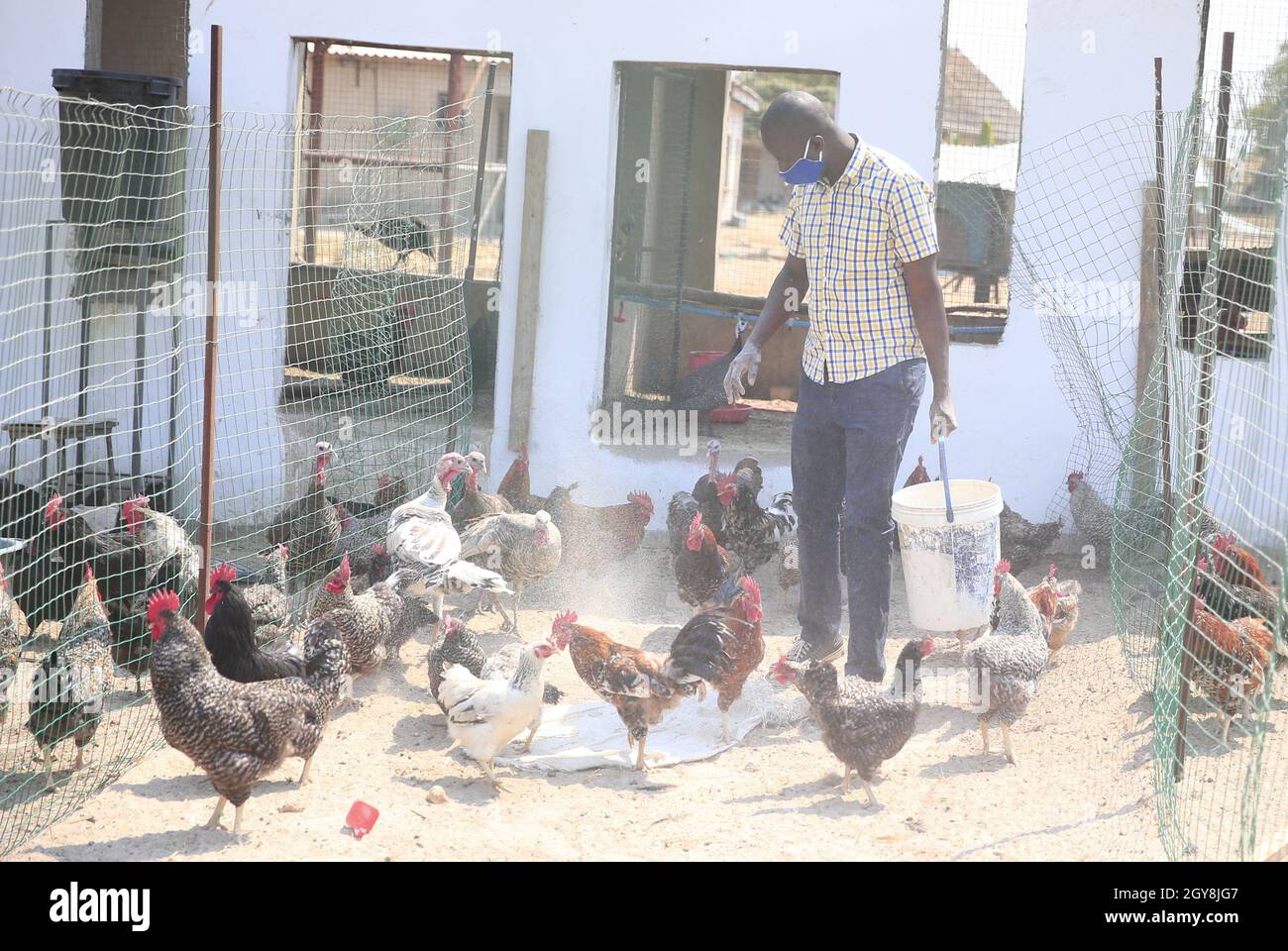 Zvimba, Zimbabwe. 29 settembre 2021. Andrew Chirenda, leader della comunità e consigliere di Ward 28, mangia il suo pollo a Zvimba, provincia del Mashonaland West, Zimbabwe, 29 settembre 2021. PER ANDARE CON 'caratteristica: Abitanti del villaggio dello Zimbabwe beneficiare di un progetto di pollame finanziato dalla Cina' Credit: Shaun Jusa/Xinhua/Alamy Live News Foto Stock