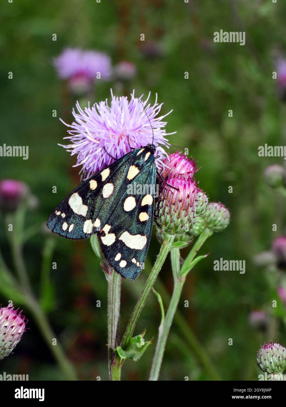 Schönbär, Callimorfa dominula, scoulet tigre moth, Nachtfalter Foto Stock