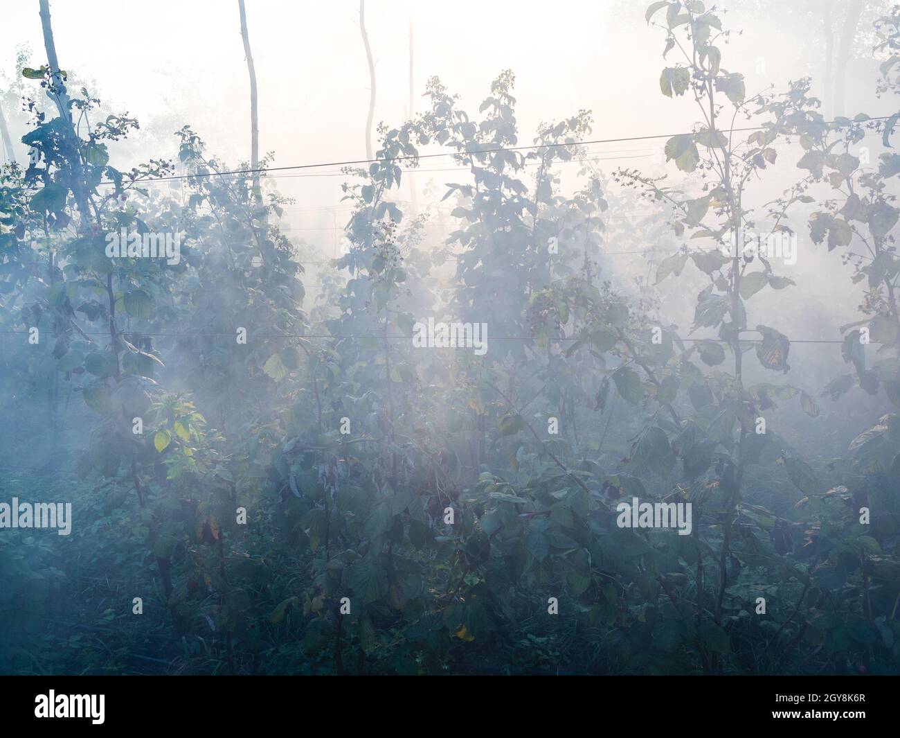 fumo da foglie brucianti su pianta lampone in giardino in autunno Foto Stock