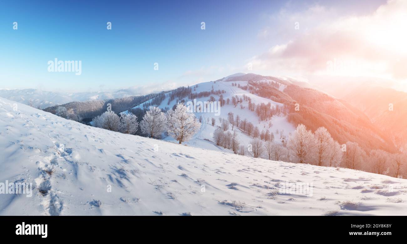 Incredibile paesaggio invernale con alberi innevati su una valle di montagna. Il cielo rosa dell'alba risplendente sullo sfondo. Fotografia di paesaggio Foto Stock