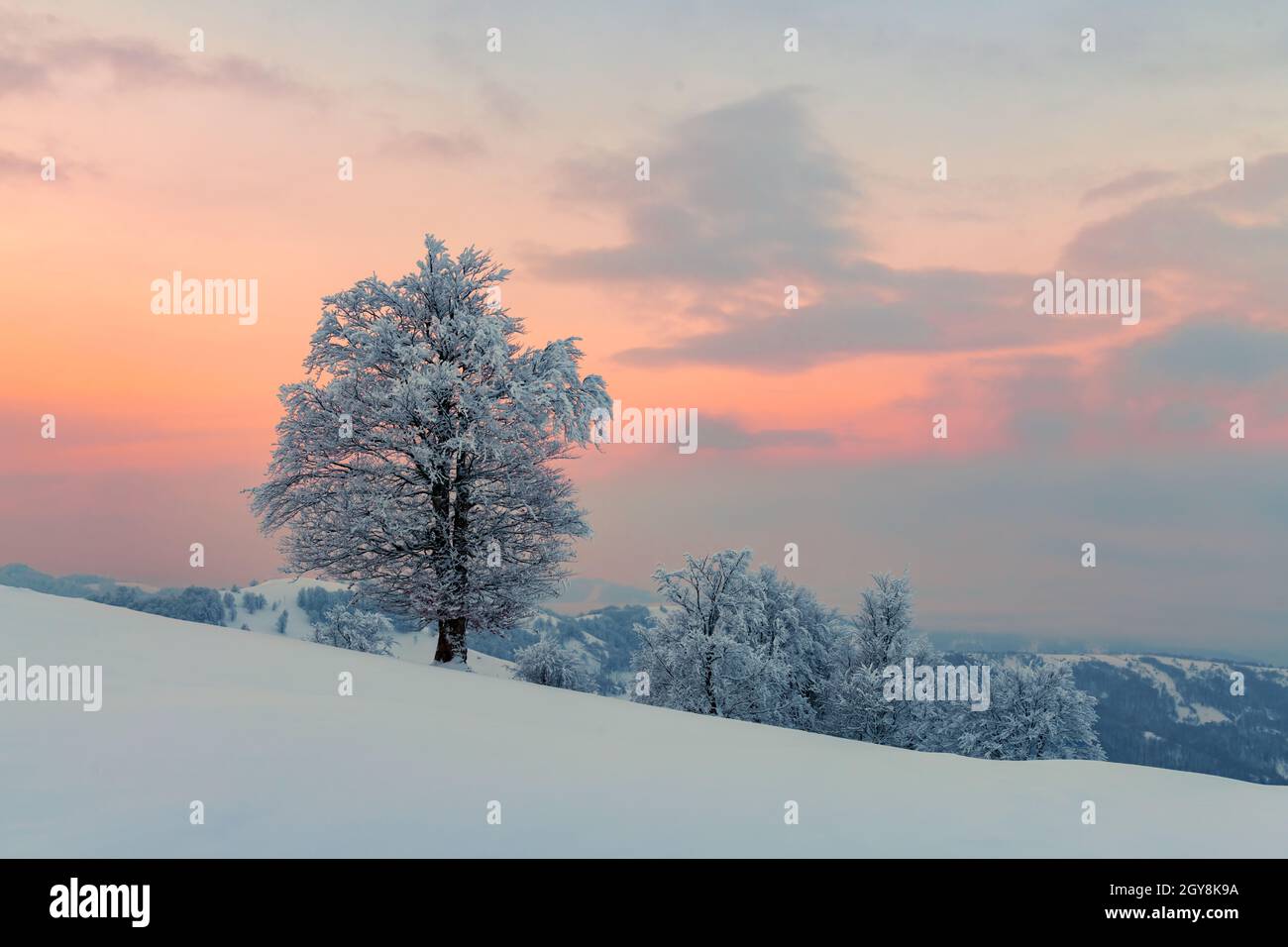Incredibile paesaggio invernale con un solo albero innevato su una valle di montagna. Il cielo rosa dell'alba si illumina sullo sfondo. Fotografia di paesaggio Foto Stock