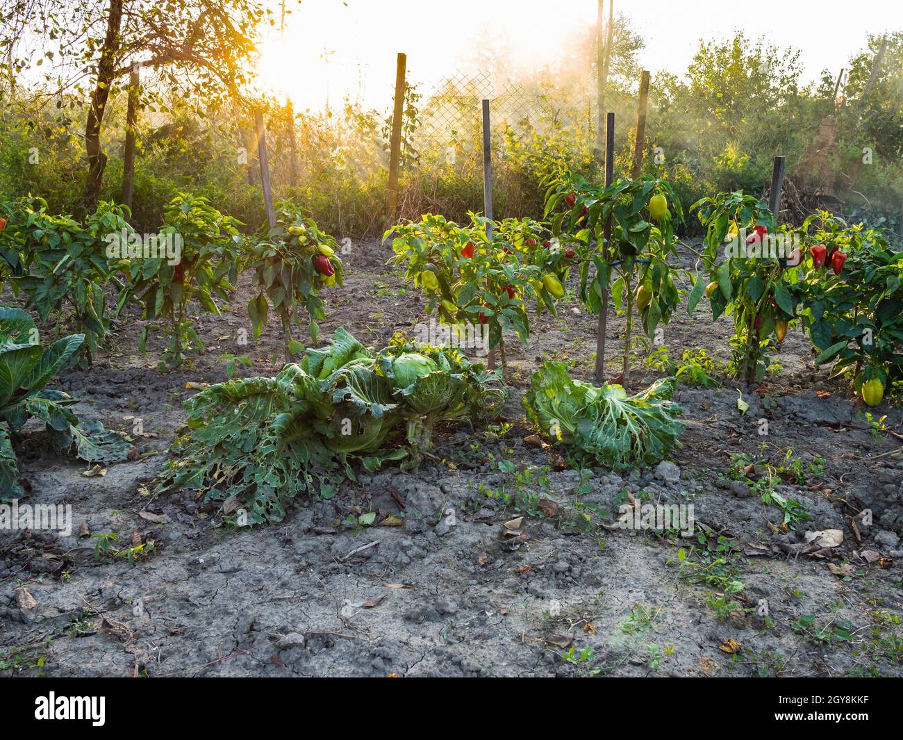 cespugli di peperoni legati a pali di legno illuminati dal sole del tramonto nel giardino di casa nel crepuscolo autunnale Foto Stock
