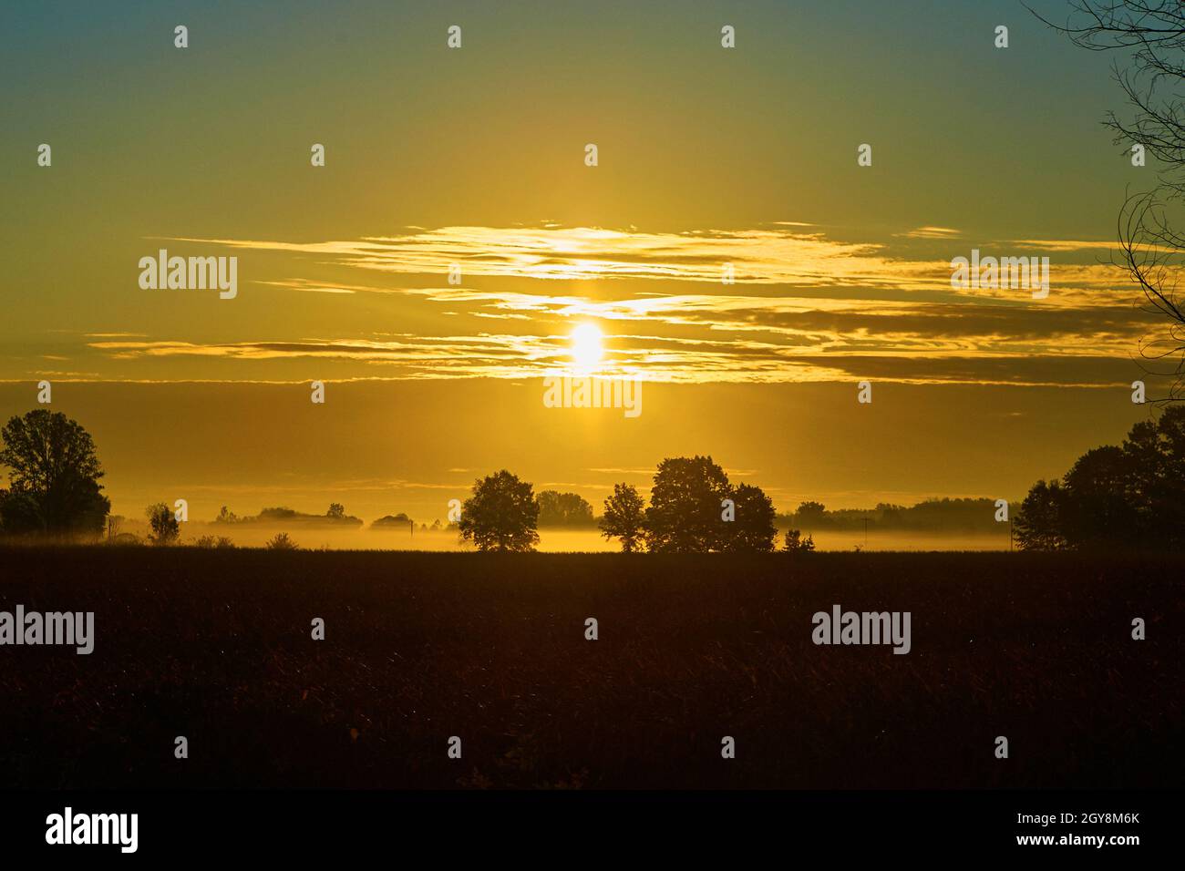 Cielo dorato con terreno nebuloso e silhouette di alberi spaziati Foto Stock