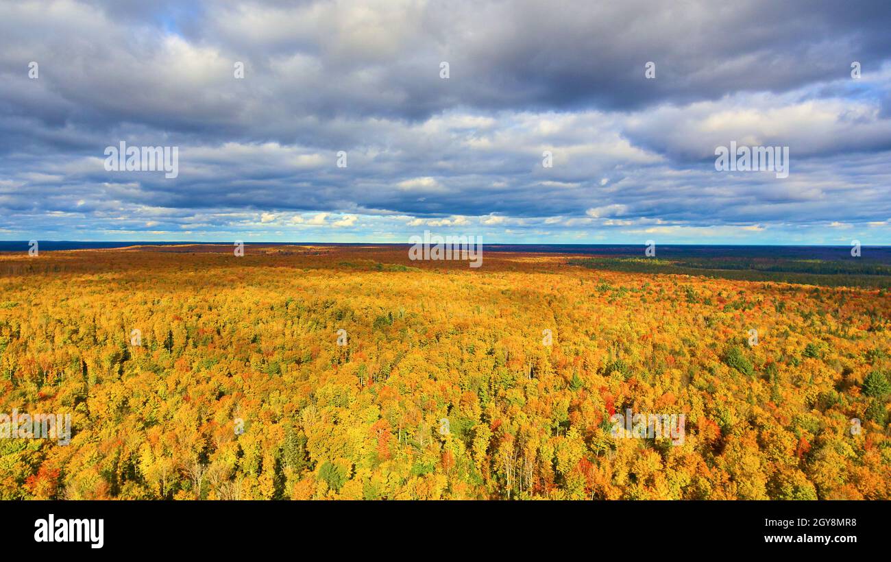 Antenna di foresta gigante nel Michigan che sembra ingannevolmente un campo d'oro Foto Stock