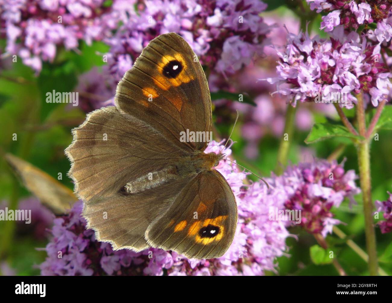 Großes Ochsenauge, Maniola jurtina, Weibchen, Tagfalter auf Thymian-Blüten Foto Stock