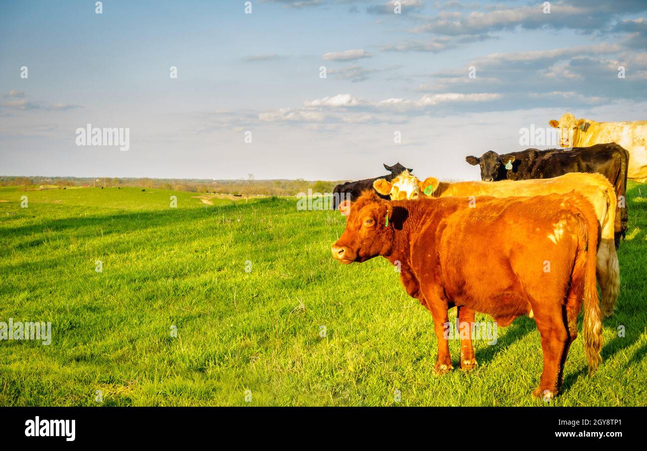 Un gruppo di mucche su un pascolo nel Kentucky centrale Foto Stock