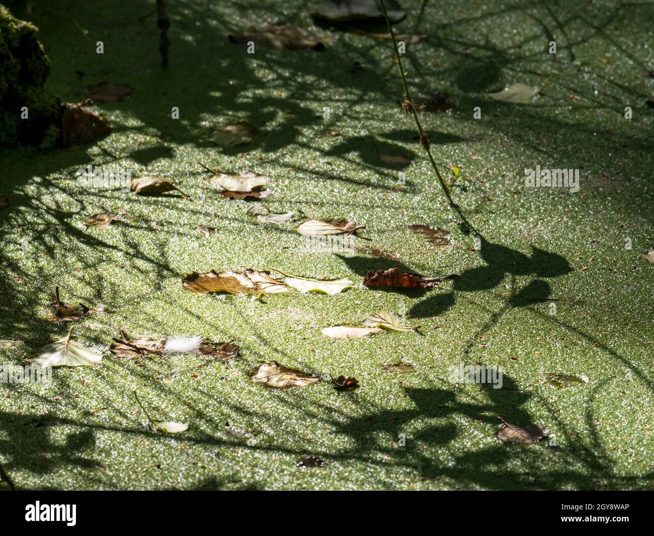 Shadow Patterns su una piscina di anatra a Minsbere, Suffolk, Regno Unito. Foto Stock