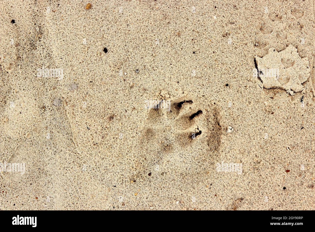 Stampa della zampa di cane in sabbia da spiaggia, impronta del cane. Primo piano della stampa della zampa di cane su sabbia asciutta. Vista dall'alto, foto macro. Texture di sfondo naturale per il design. Foto Stock