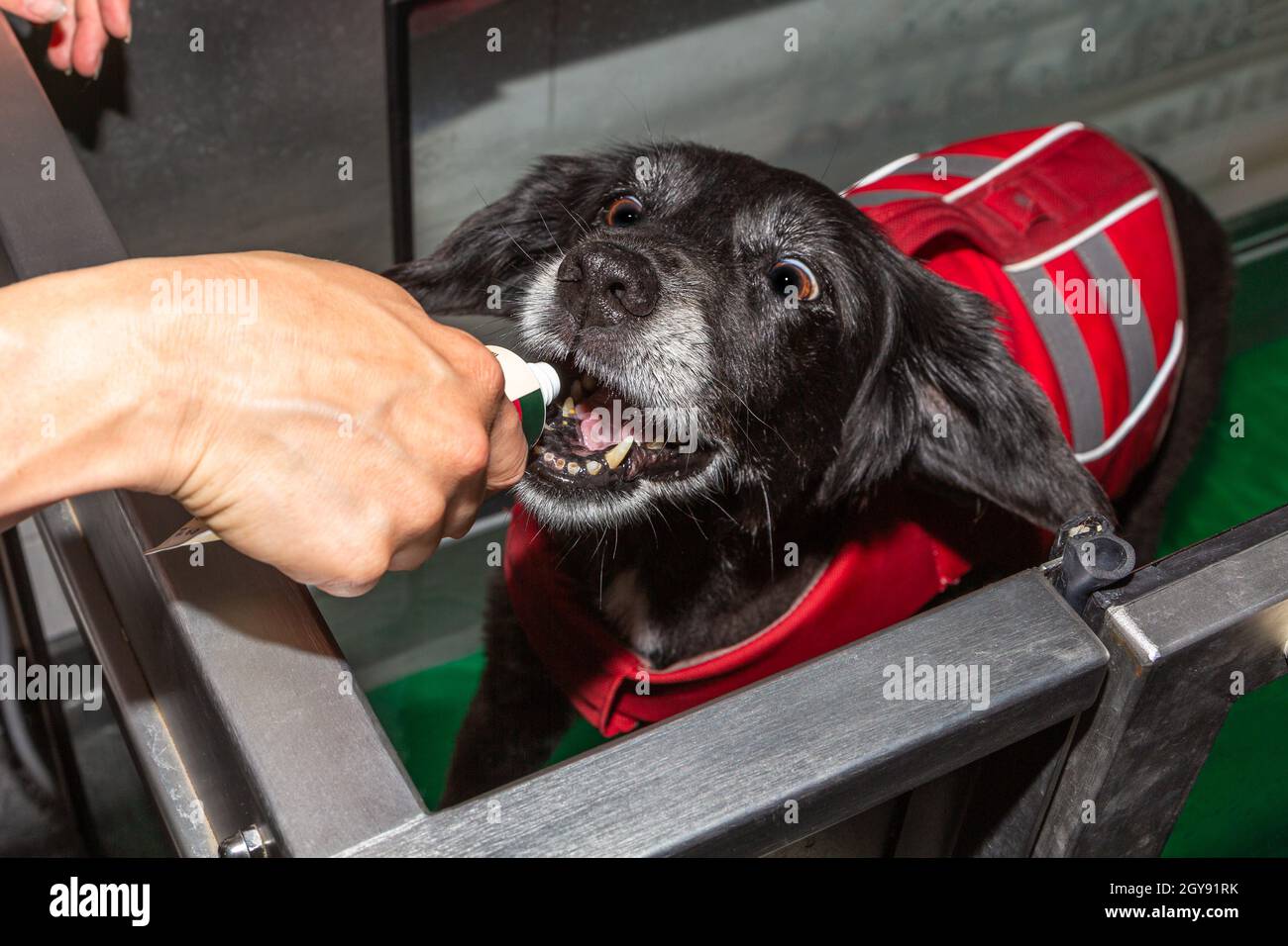 il cane ottiene motivato con il cibo durante la terapia in una pedana mobile dell'acqua Foto Stock
