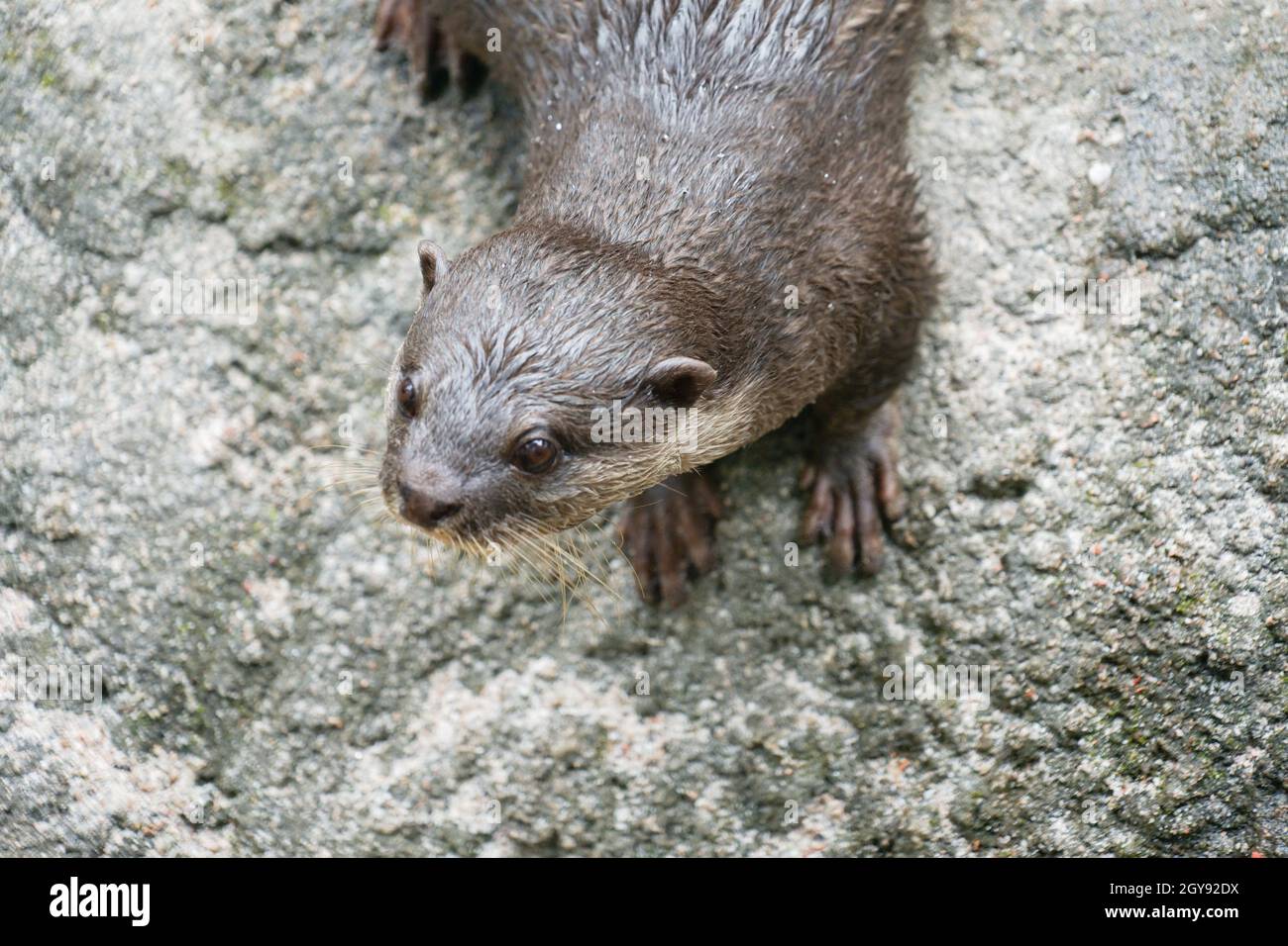 Cute orientale piccolo-clawed lontra immagine di. Luogo di ripresa: Singapore Foto Stock