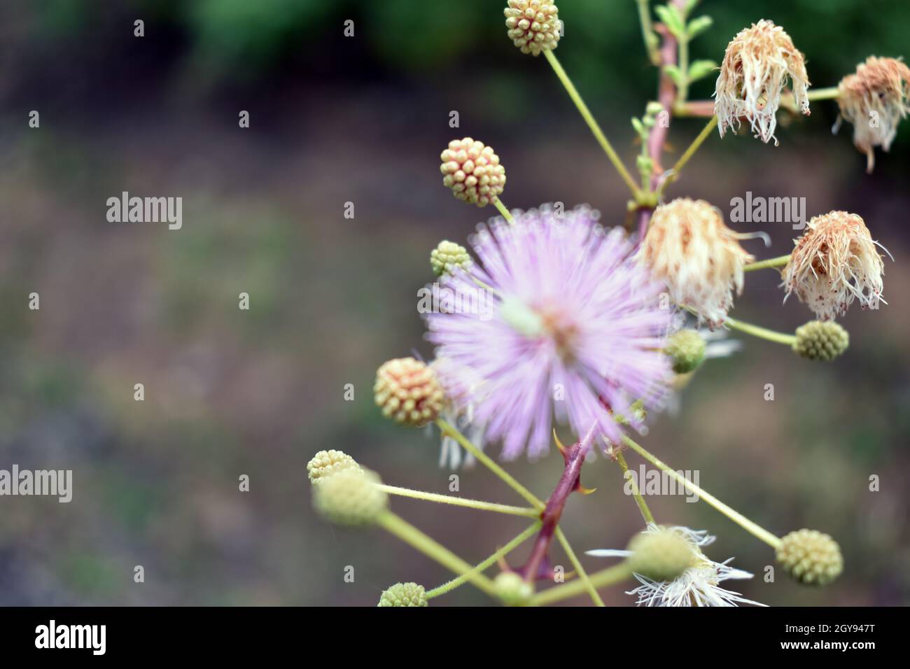 Pianta di erbe,Mimosa pudica (pianta sensibile, pianta sonnolenta, erba addormentata, il tocco-me-non)F Foto Stock