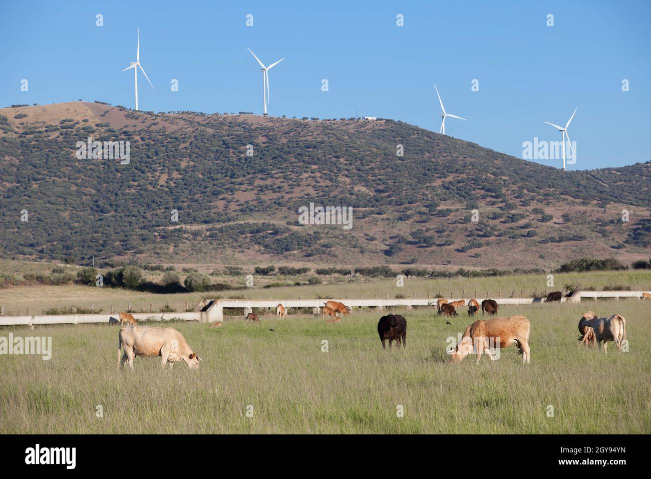 Mucche rosse che pascolano con turbine eoliche elettriche in basso. Alagon Valley campagna. Caceres, Estremadura, Spagna Foto Stock