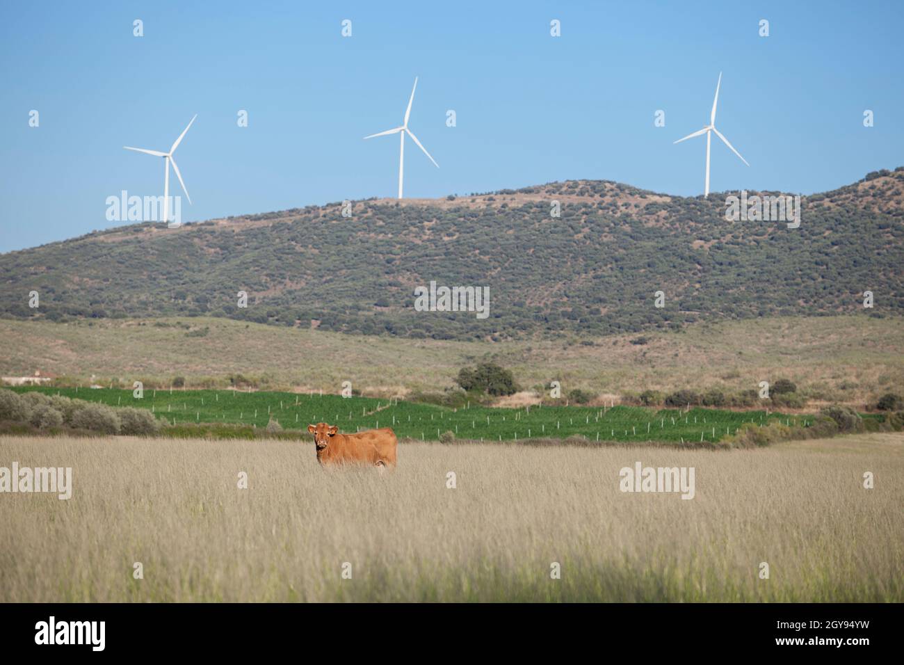 Mucche rosse che pascolano con turbine eoliche elettriche in basso. Alagon Valley campagna. Caceres, Estremadura, Spagna Foto Stock