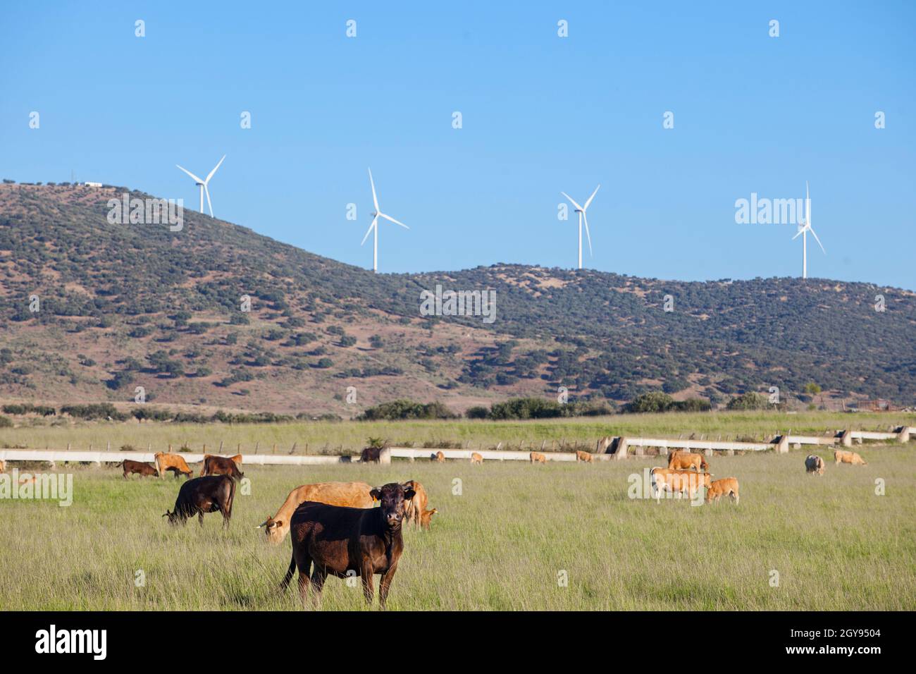 Mucche rosse che pascolano con turbine eoliche elettriche in basso. Alagon Valley campagna. Caceres, Estremadura, Spagna Foto Stock