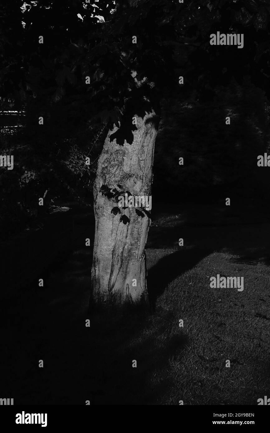 Immagine in bianco e nero del tronco dell'albero del Regno Unito. Foto Stock
