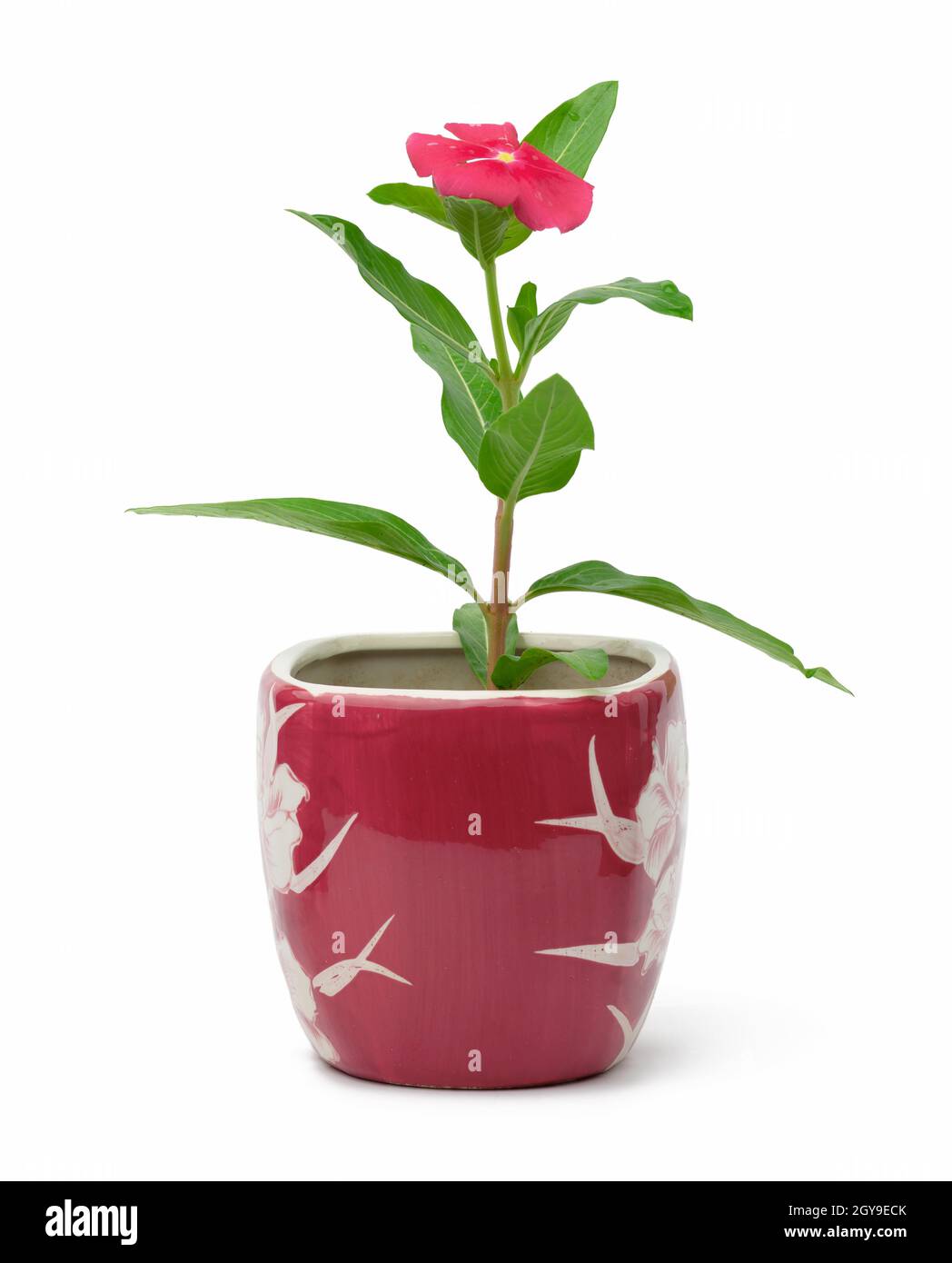 Fiore Catharanthus rosa in vaso su sfondo bianco, pianta per il trapianto in giardino Foto Stock