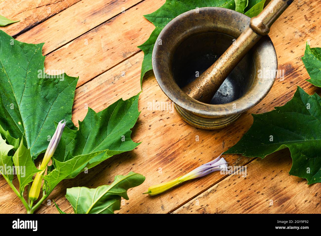 Tintura medicinale di Datura, pianta di stramonio di datura. Medicina di  erbe Foto stock - Alamy