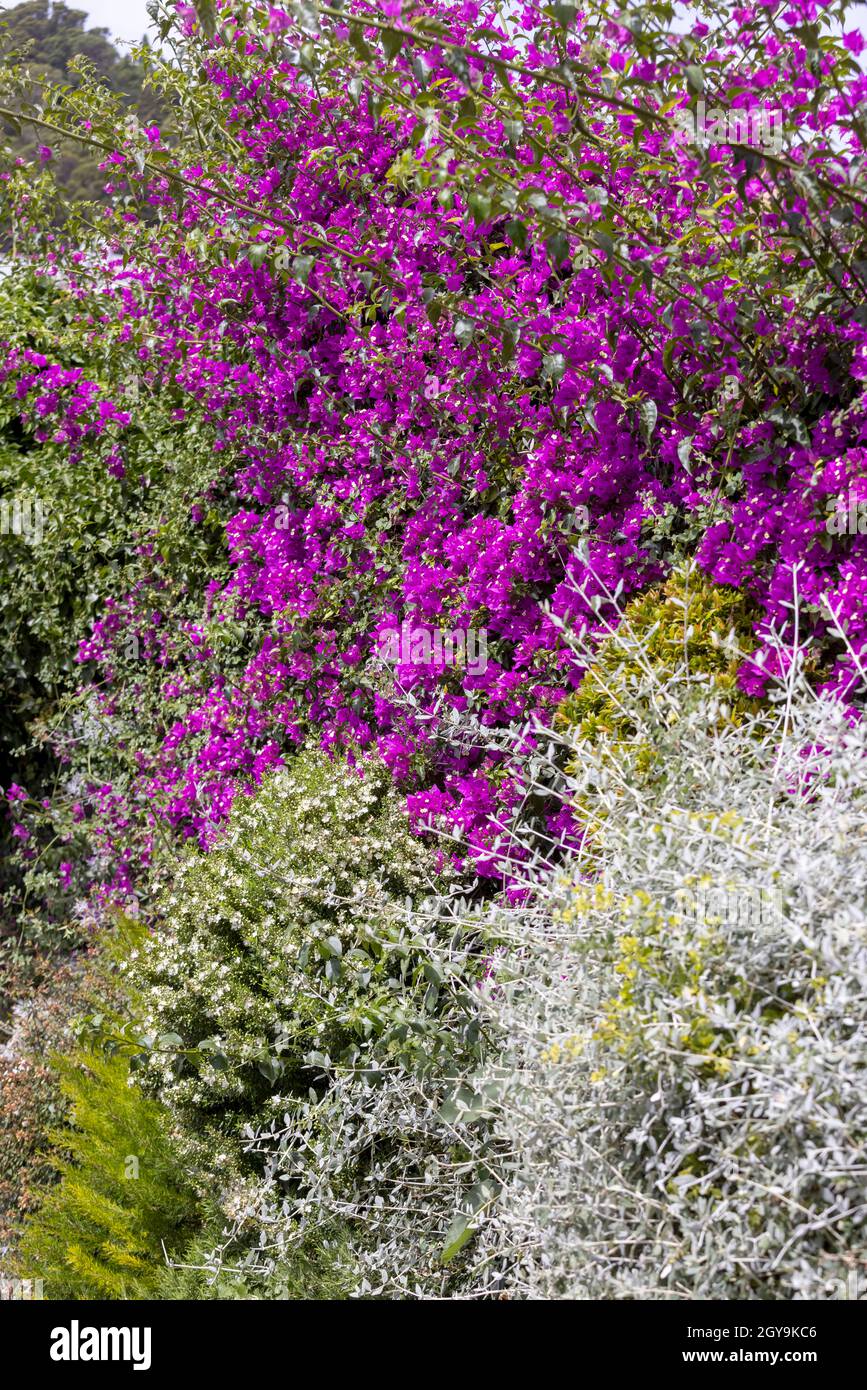 Bella fioritura Bougainvillea arbusto su strada stretta Via Krupp, famoso sentiero pedonale sulla costa meridionale di Capri vicino a Marina piccola, Isola di Capri, Ital Foto Stock