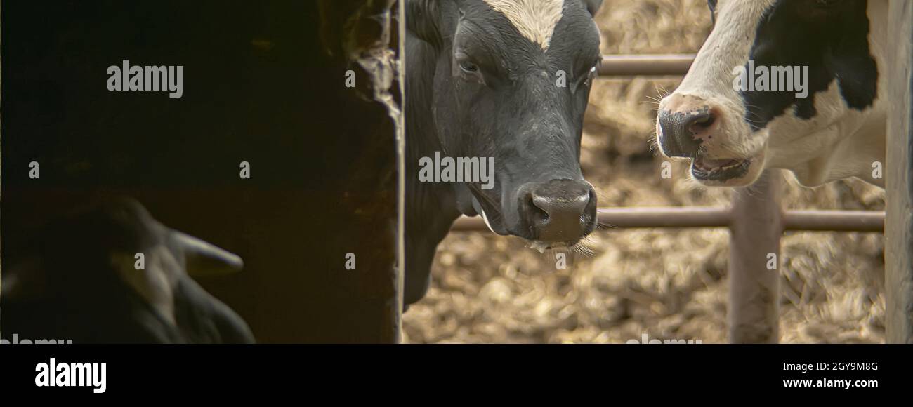 Dettagli di allevamento delle mucche, immagine banner con spazio di copia Foto Stock