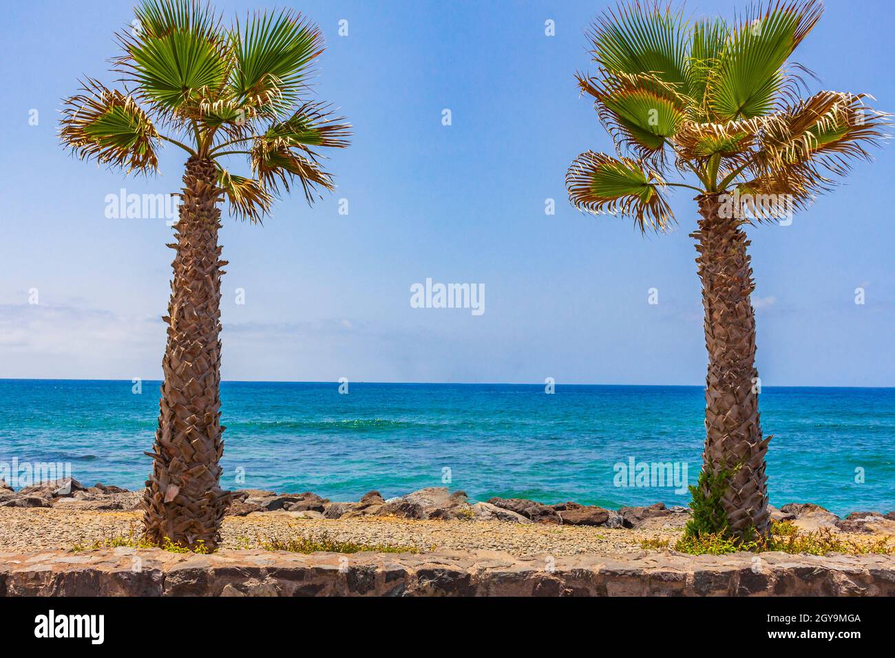 Alberi di palma e paesaggio e lungomare di Playa de las Americas delle Canarie Spagna isola Tenerife in Africa. Foto Stock