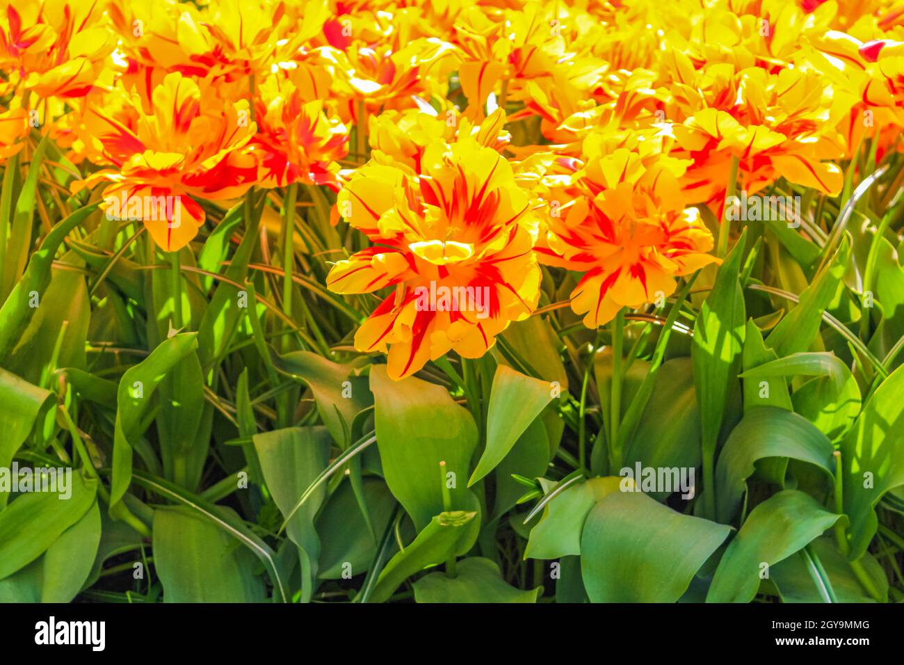 Molti tulipani e narcisi colorati nel parco dei tulipani di Keukenhof a Lisse, Olanda meridionale, Paesi Bassi Foto Stock