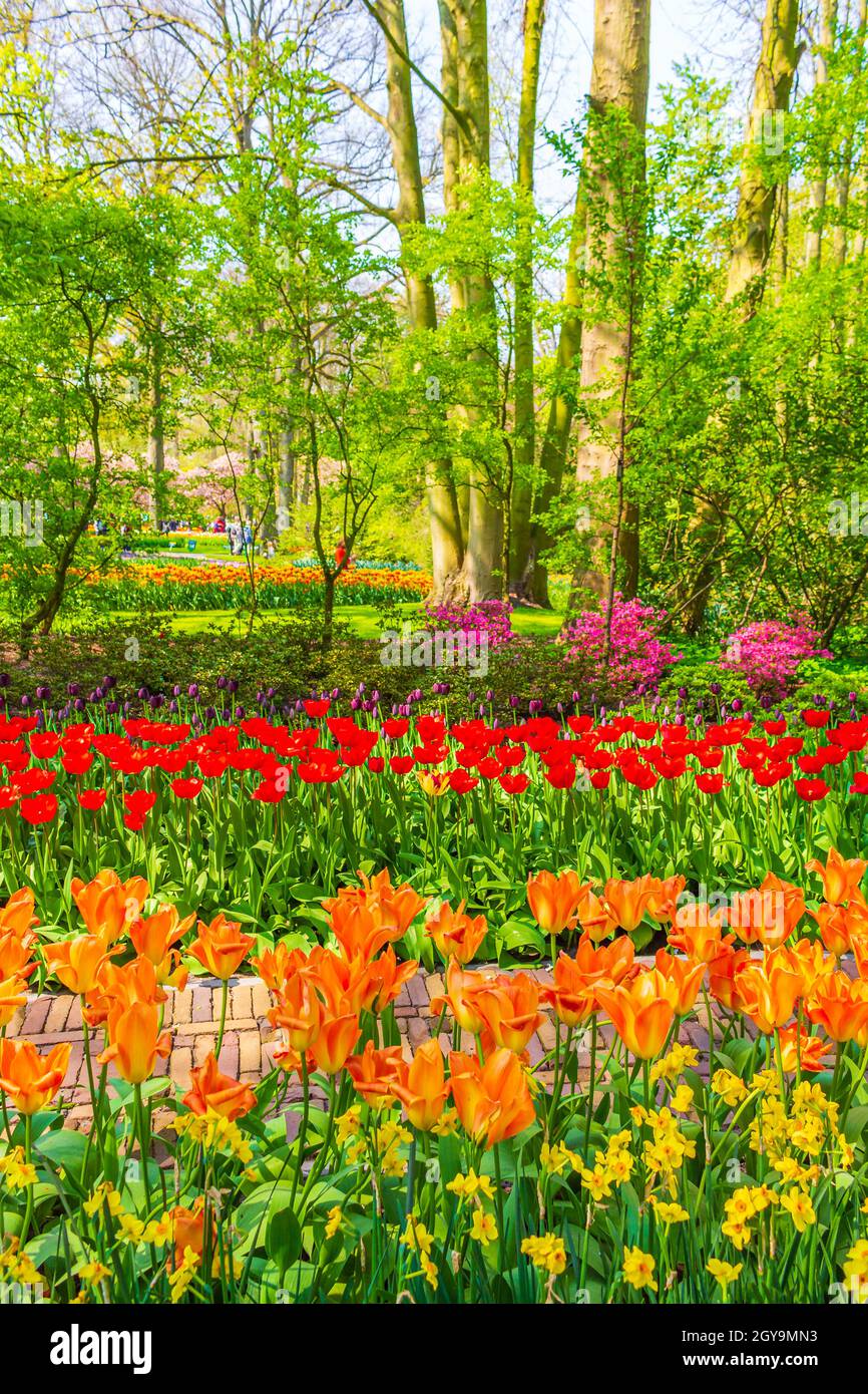 Molti tulipani e narcisi colorati nel parco dei tulipani di Keukenhof a Lisse, Olanda meridionale, Paesi Bassi Foto Stock