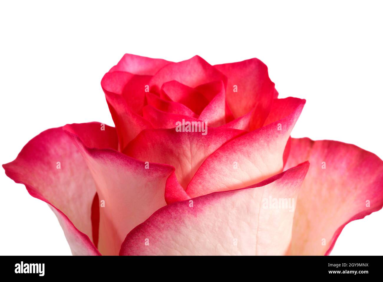 Testa fiore singolo di rosa isolato su sfondo nero, primo piano. Foto Stock