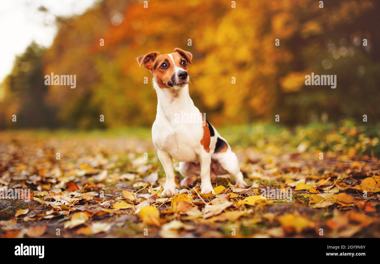 Piccolo Jack Russell terrier seduta sul prato con foglie di arancio giallo in autunno, alberi sfocati sfondo. Foto Stock