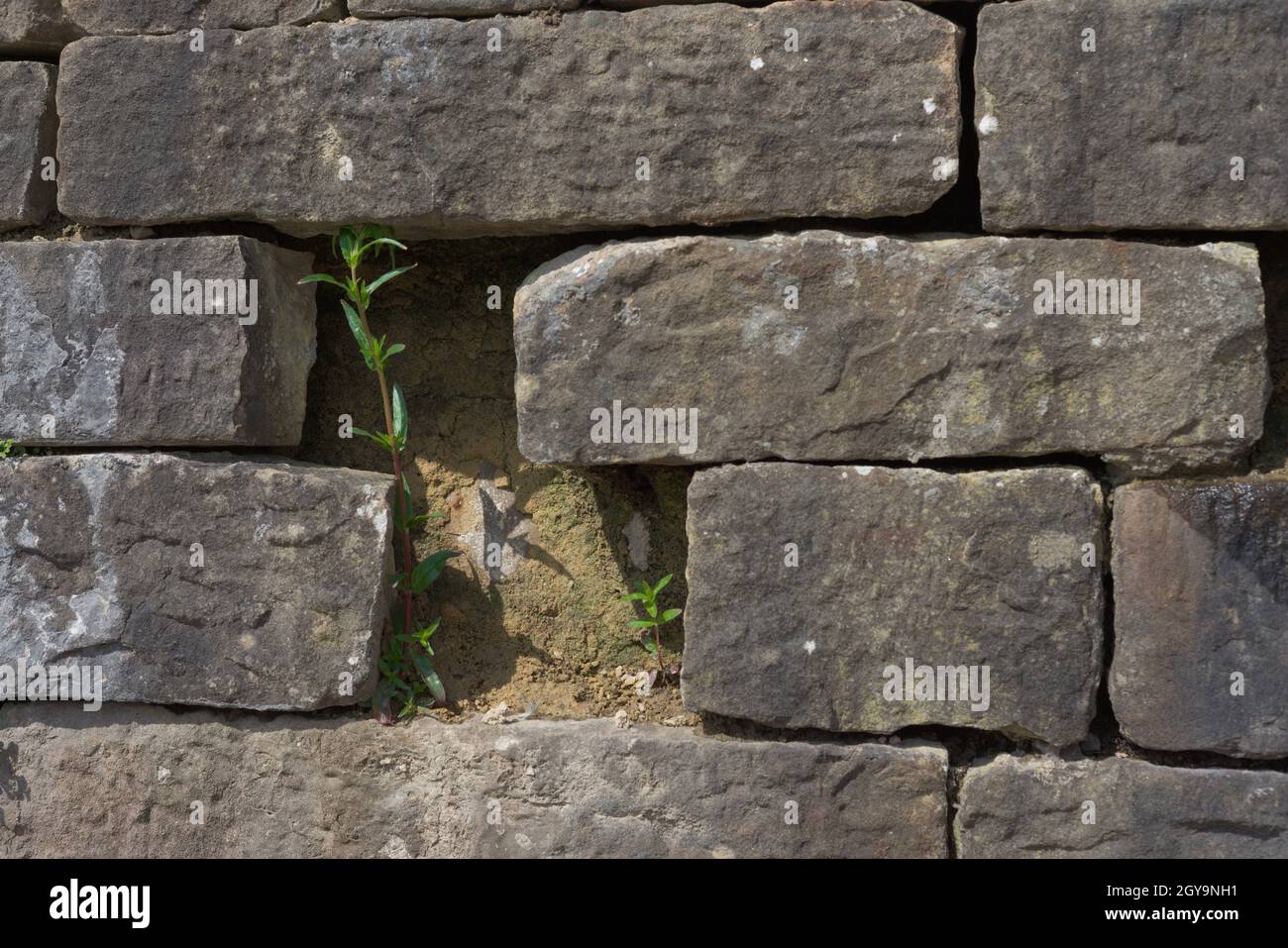 Un divario tra mattoni grigi grandi e chunky di questa parete permette appena abbastanza spazio per due piante verdi snella svilupparsi. Scena illuminata dal sole. Foto Stock