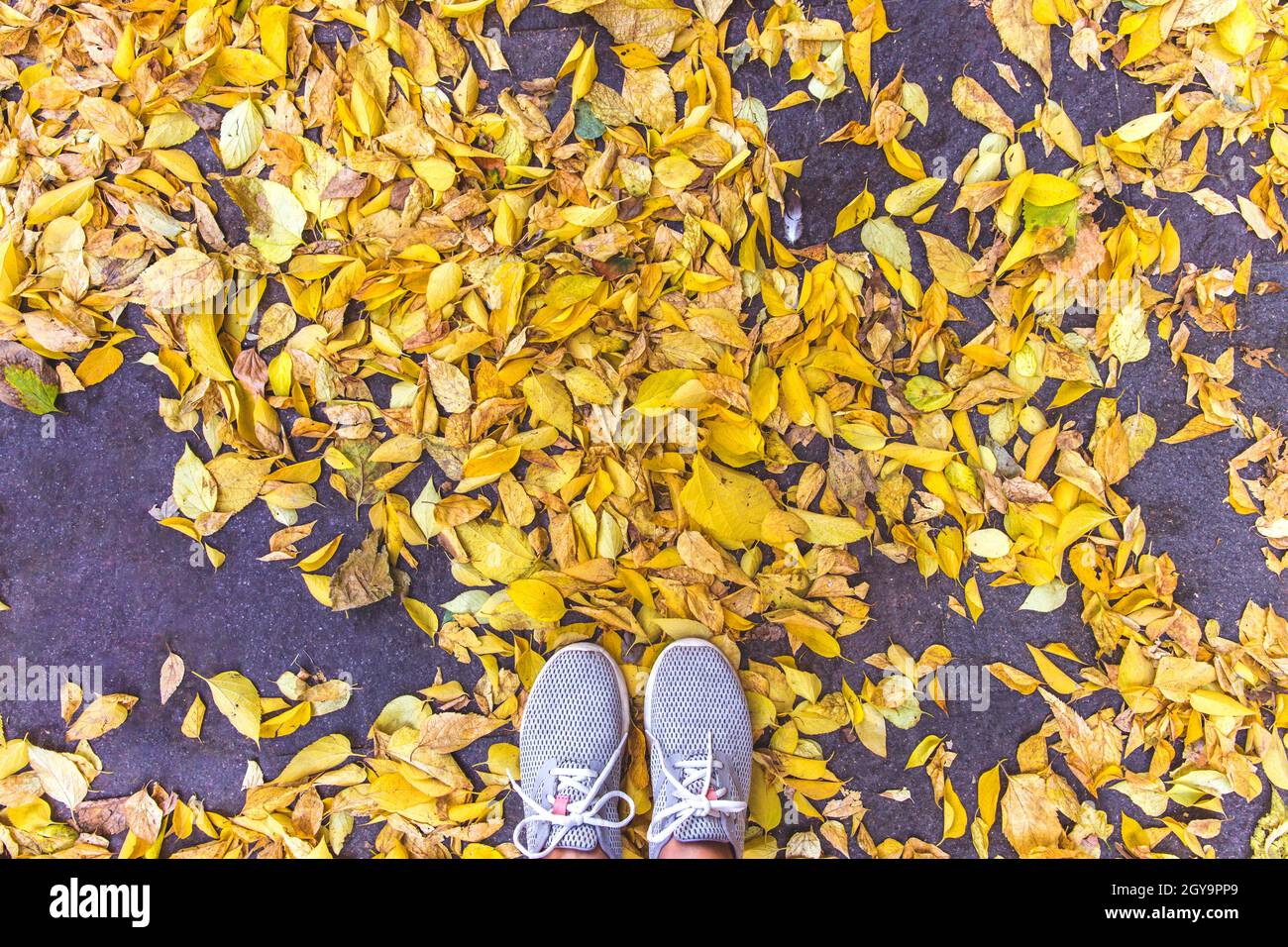 Scarpe grigie in autunno foglie. Vista dall'alto. Foto Stock